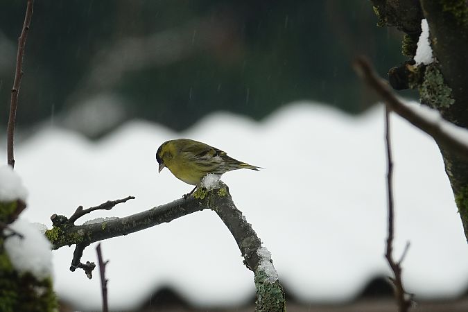 Tarin des aulnes  - Remy Simon