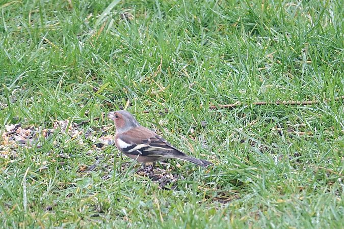 Pinson des arbres  - Remy Simon