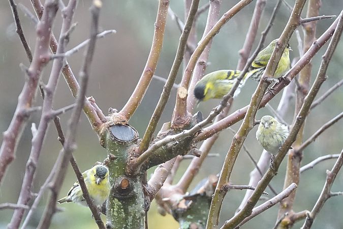 Tarin des aulnes  - Remy Simon