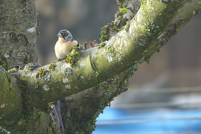 Pinson du Nord  - Remy Simon