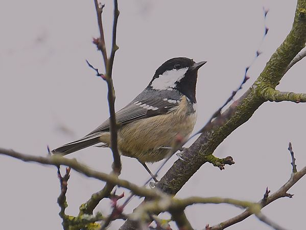 Mésange noire  - Denis Maciet