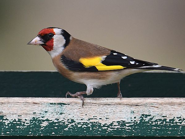 Chardonneret élégant  - Denis Maciet