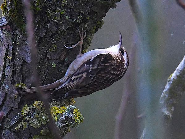 Grimpereau des jardins  - Denis Maciet