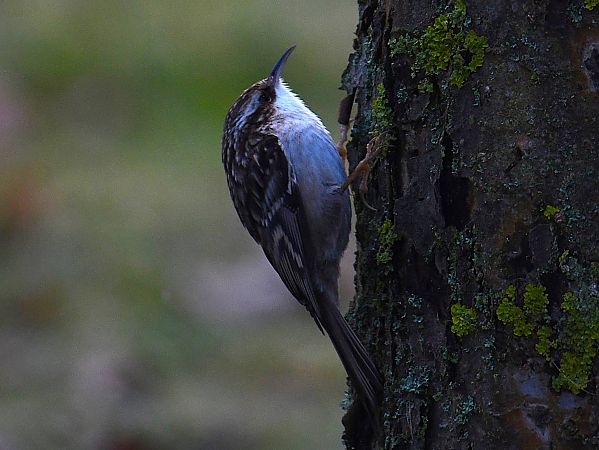 Grimpereau des jardins  - Denis Maciet