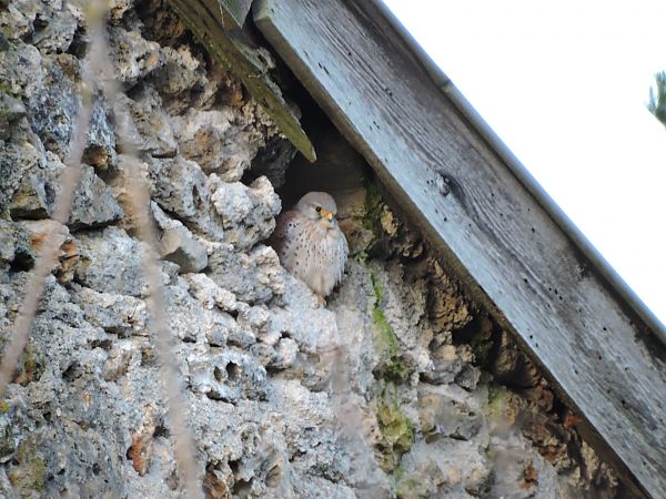 Faucon crécerelle  - Galland Odile