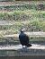 Grand Cormoran (Phalacrocorax carbo) © Sophie Geoffroy