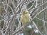 Bruant jaune (Emberiza citrinella) © Sandrine Borne
