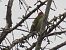 Pic vert (Picus viridis) © Sandrine Borne