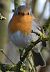 Rougegorge familier (Erithacus rubecula) © Magali Hivert