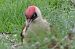 Pic vert (Picus viridis) © Sonia Le Corvaisier