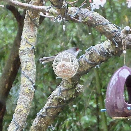 Fauvette mélanocéphale  - Marc Chabanon