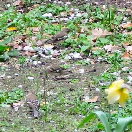 Pinson des arbres  - Marc Chabanon