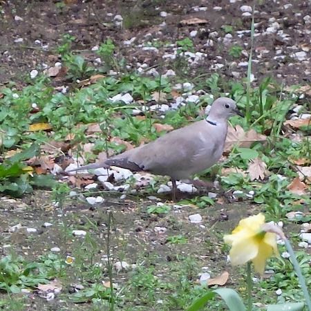 Tourterelle turque  - Marc Chabanon