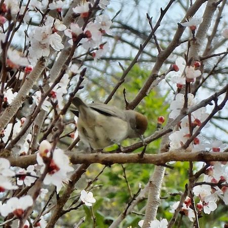 Fauvette à tête noire  - Marc Chabanon