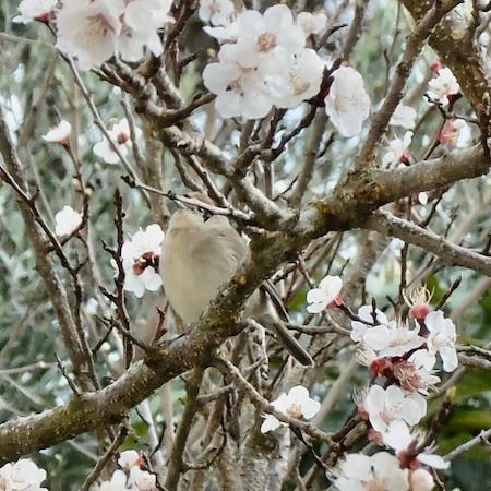 Fauvette à tête noire  - Marc Chabanon