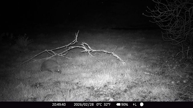 Hérisson d'Europe  - Xavier Grevet