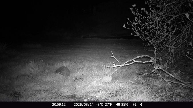 Hérisson d'Europe  - Xavier Grevet