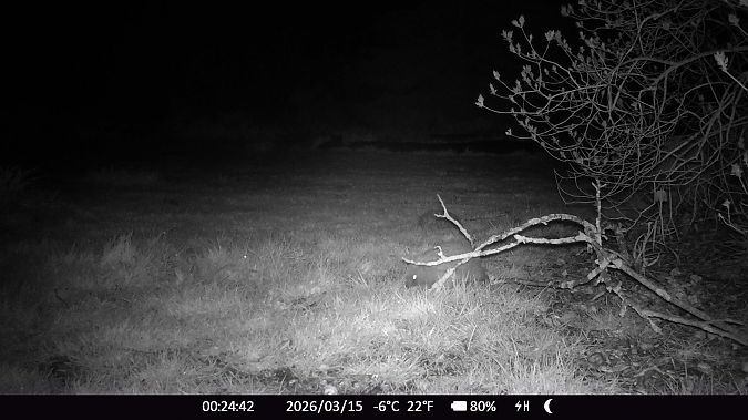 Hérisson d'Europe  - Xavier Grevet