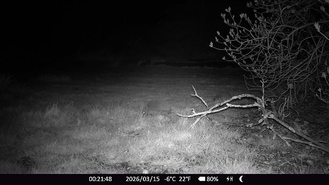 Hérisson d'Europe  - Xavier Grevet