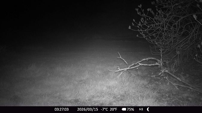 Hérisson d'Europe  - Xavier Grevet