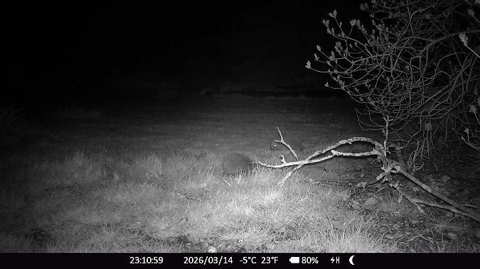 Hérisson d'Europe  - Xavier Grevet