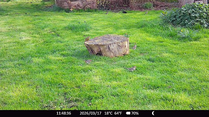 Verdier d'Europe  - Xavier Grevet