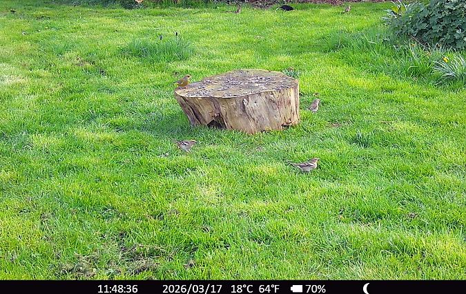 Verdier d'Europe  - Xavier Grevet