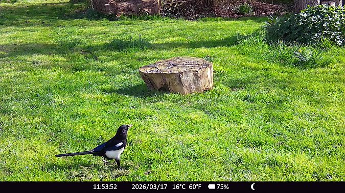 Pie bavarde  - Xavier Grevet