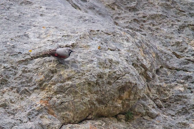 Tichodrome échelette 