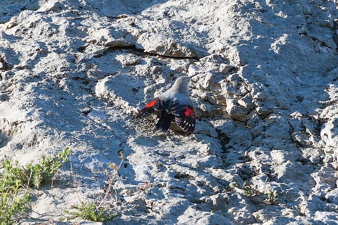 Tichodrome échelette 