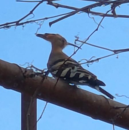 Huppe fasciée  - Laurence Destrade