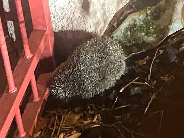 Hérisson d'Europe  - Marion Karm