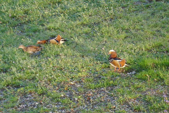 Canard mandarin  - Dominique Barsacq