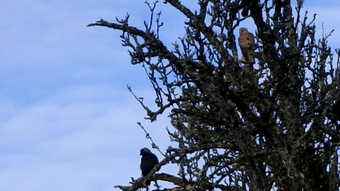 Choucas des tours  - Béatrice Verry