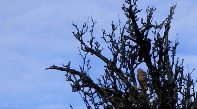 Choucas des tours  - Béatrice Verry