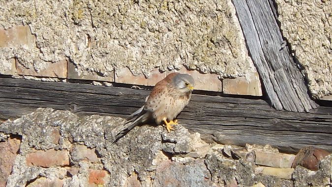 Faucon crécerelle  - Béatrice Verry
