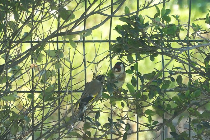 Chardonneret élégant 