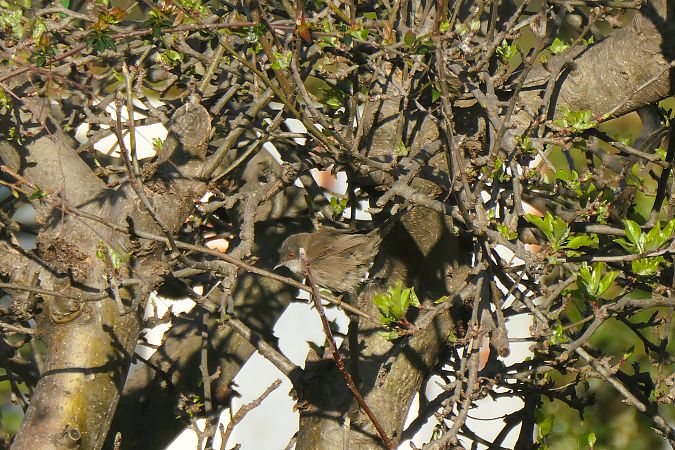 Fauvette mélanocéphale 