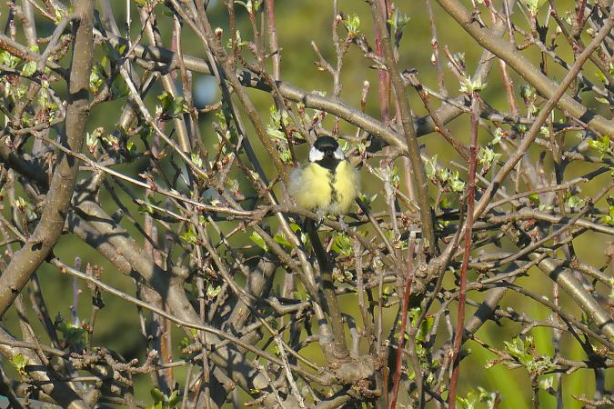 Mésange charbonnière 