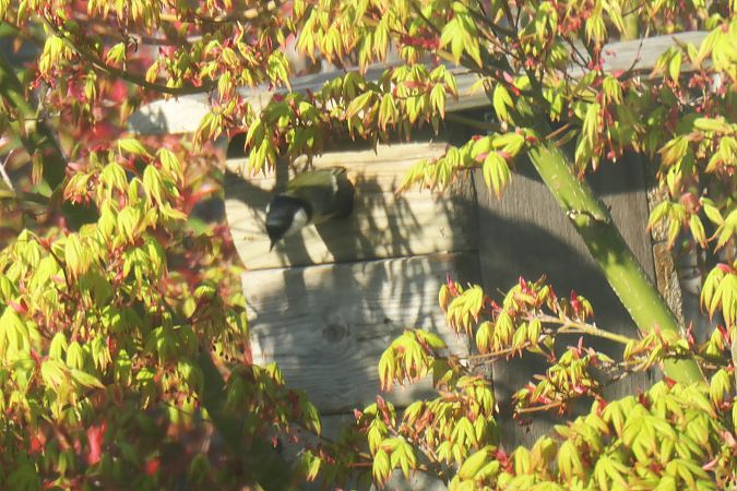 Mésange charbonnière 