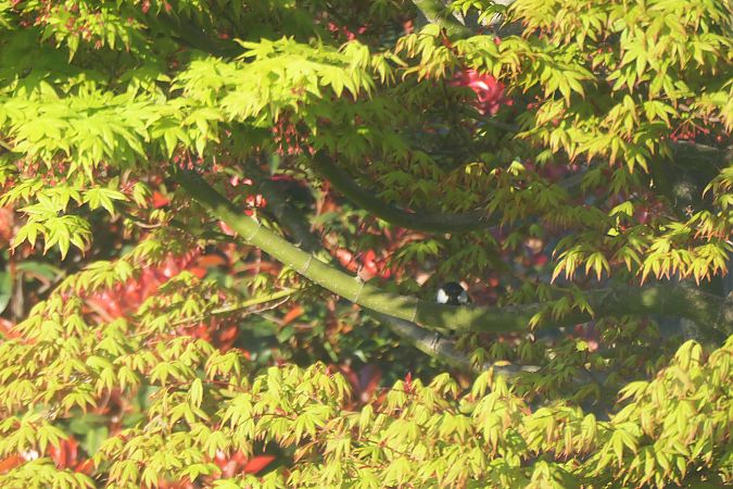 Mésange charbonnière 