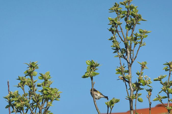 Chardonneret élégant 