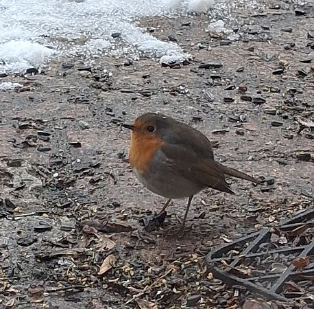 Rougegorge familier  - Michèle Lambert