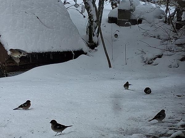 Pinson des arbres  - Michèle Lambert