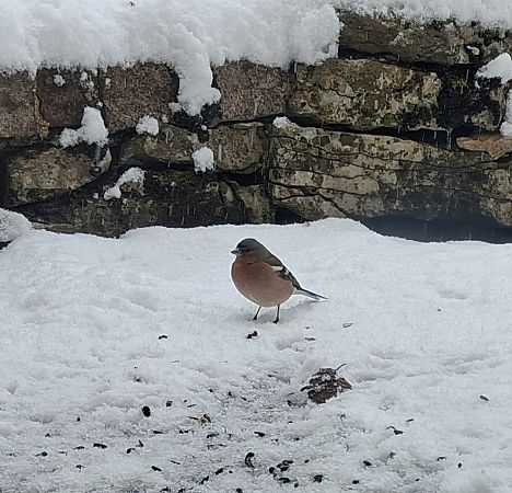 Pinson des arbres  - Michèle Lambert
