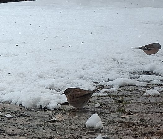 Accenteur mouchet  - Michèle Lambert