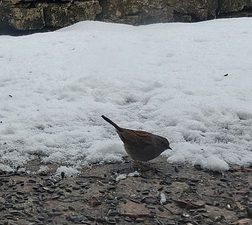 Accenteur mouchet  - Michèle Lambert