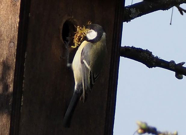 Mésange charbonnière 