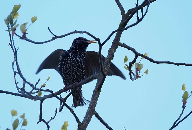 Étourneau sansonnet 