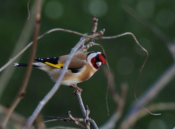Chardonneret élégant 